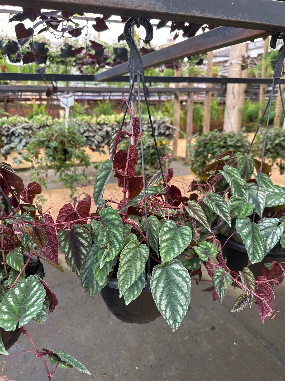 Cissus javana C 21