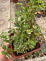 Unha de Gato Variegata (Hera)