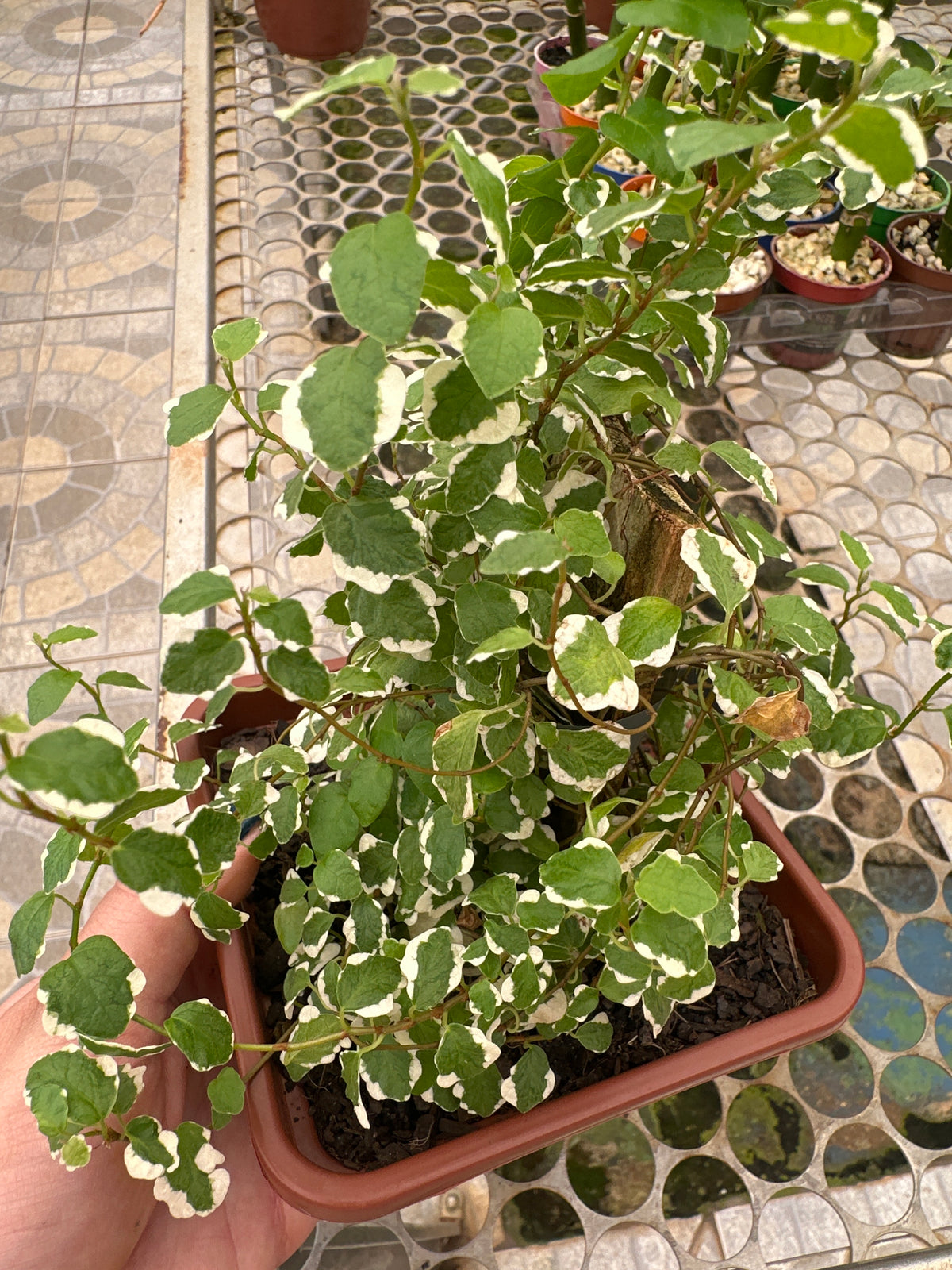 Unha de Gato Variegata (Hera)