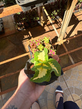 Coleus (saquinho)