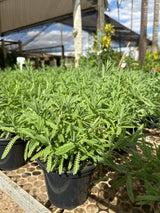 Lavanda PT 15