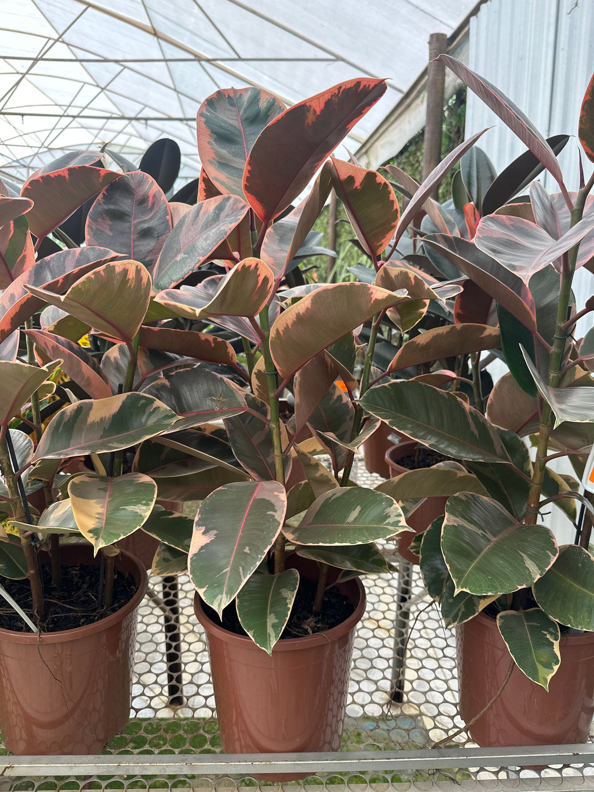 Ficus elastico ruby PT 24