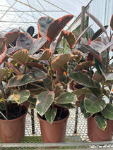 Ficus elastico ruby PT 24