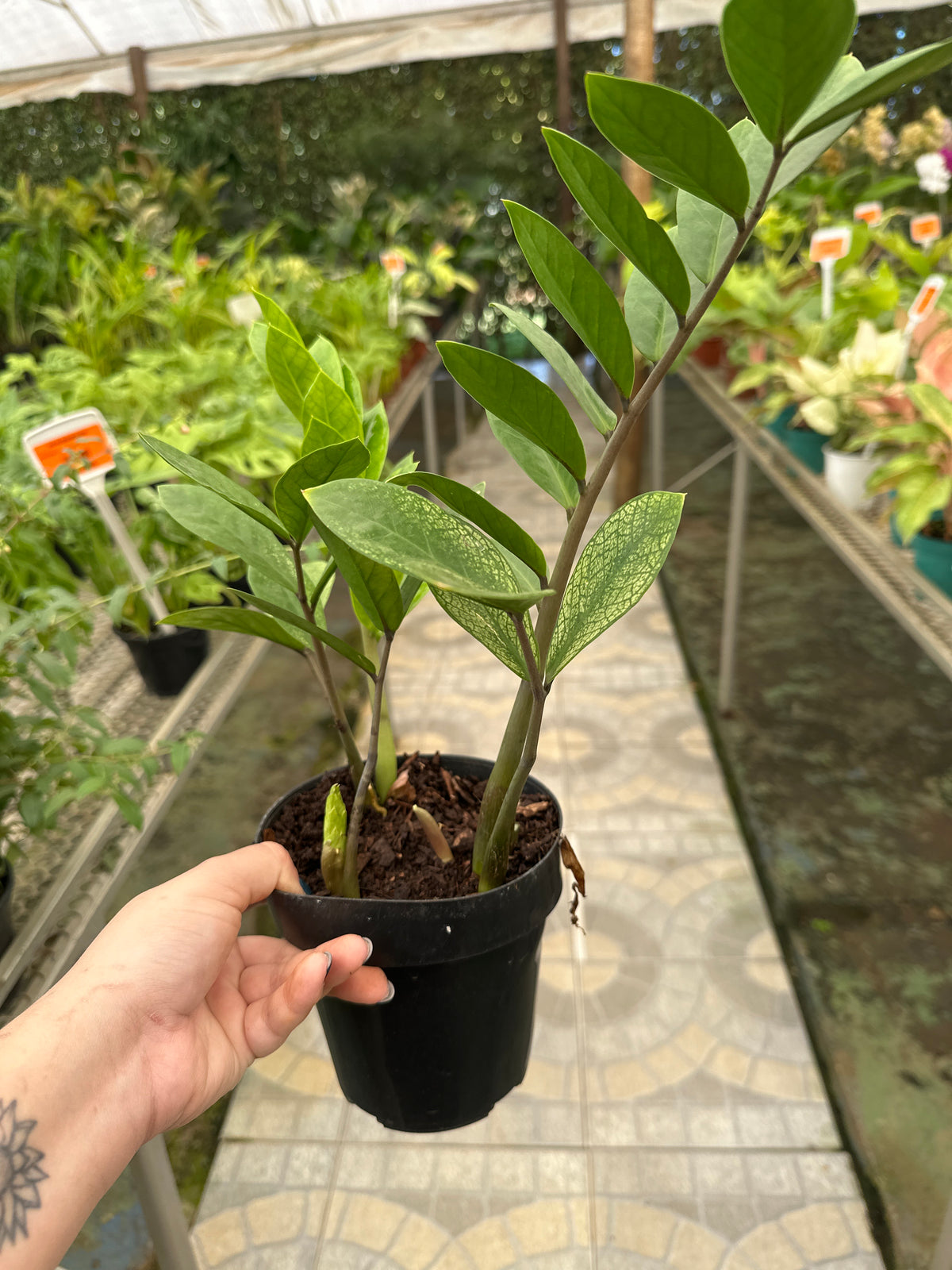 Zamioculcas Camaleão