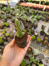 Suculenta PT 06