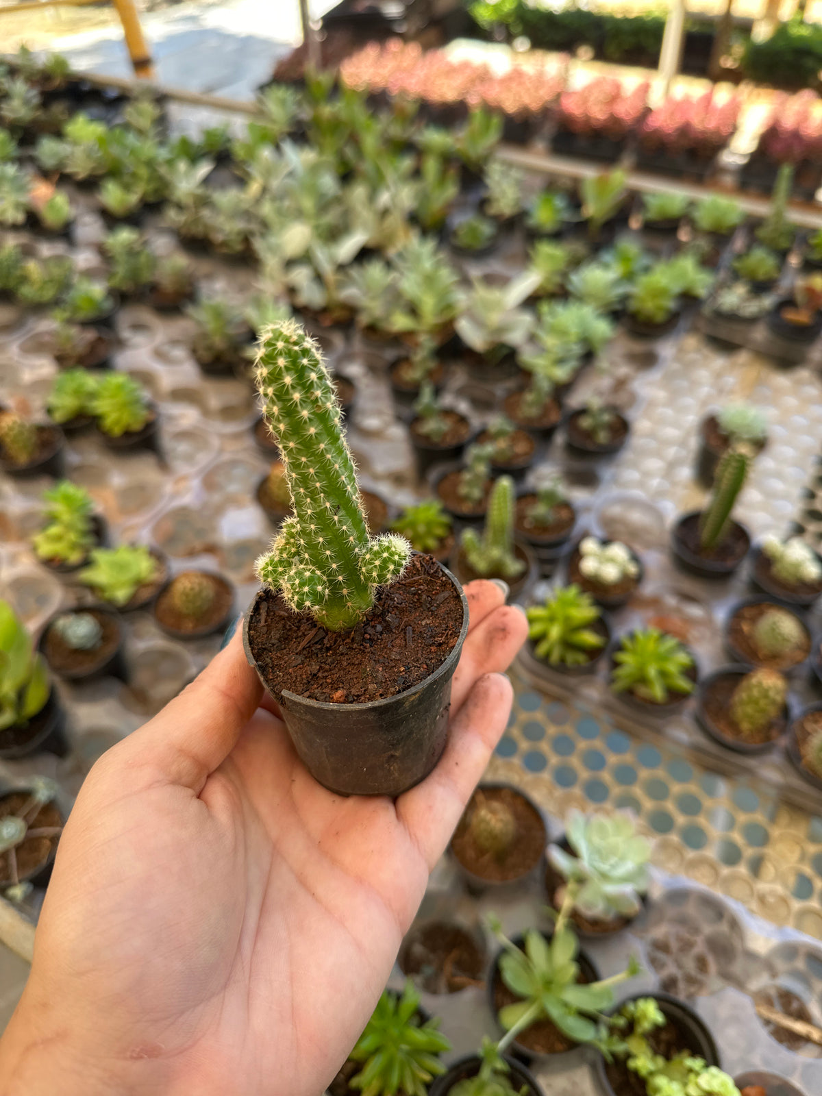 Suculenta PT 06