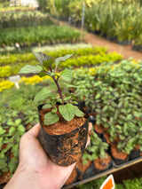 Elevante (saquinho)