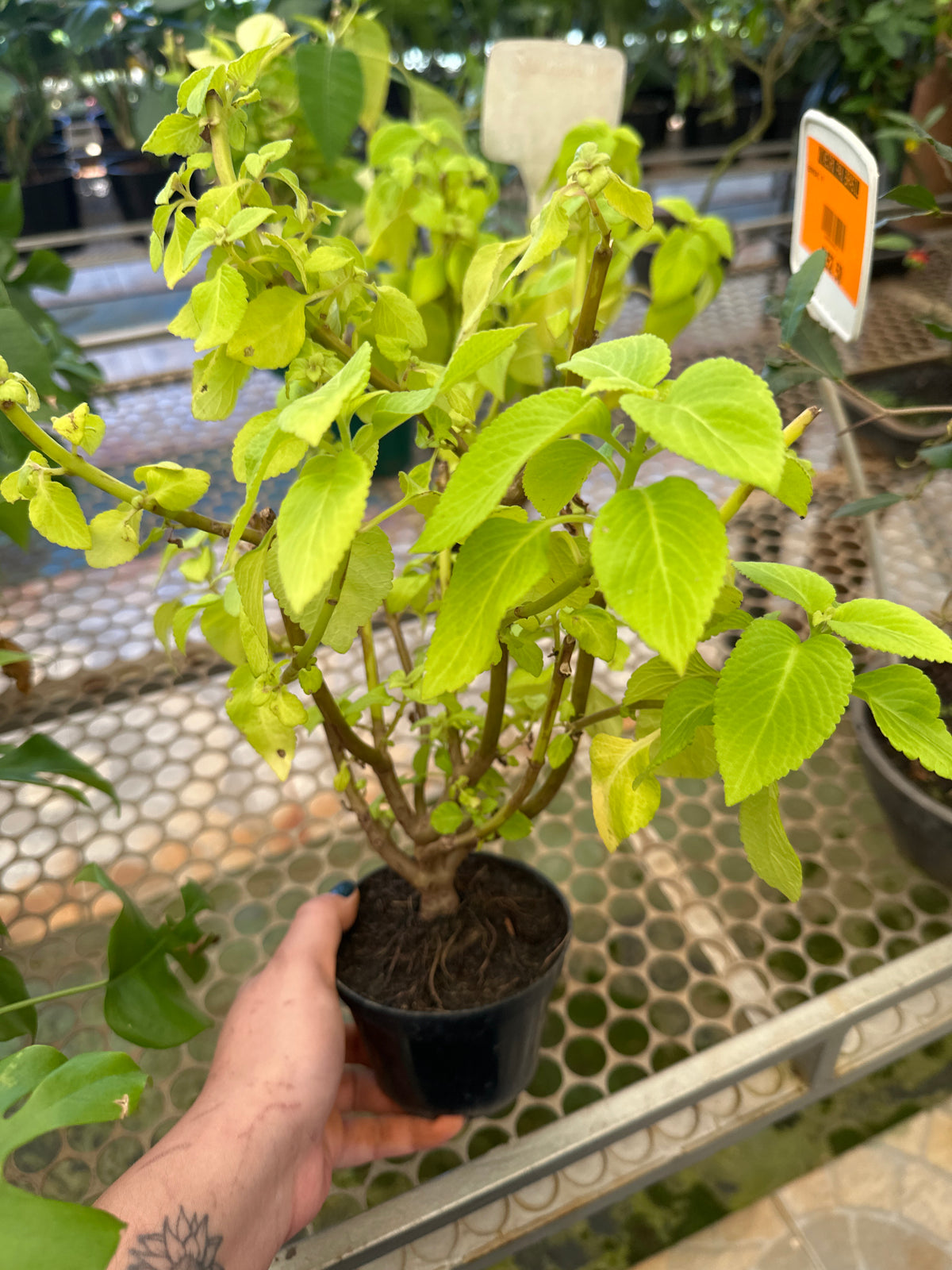 Coleus PT 11