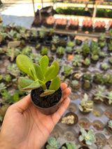 Suculenta PT 06