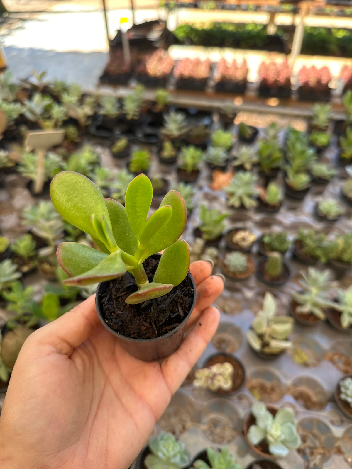 Suculenta PT 06