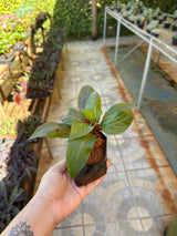 Sunpatiens/Impatiens (saquinho)