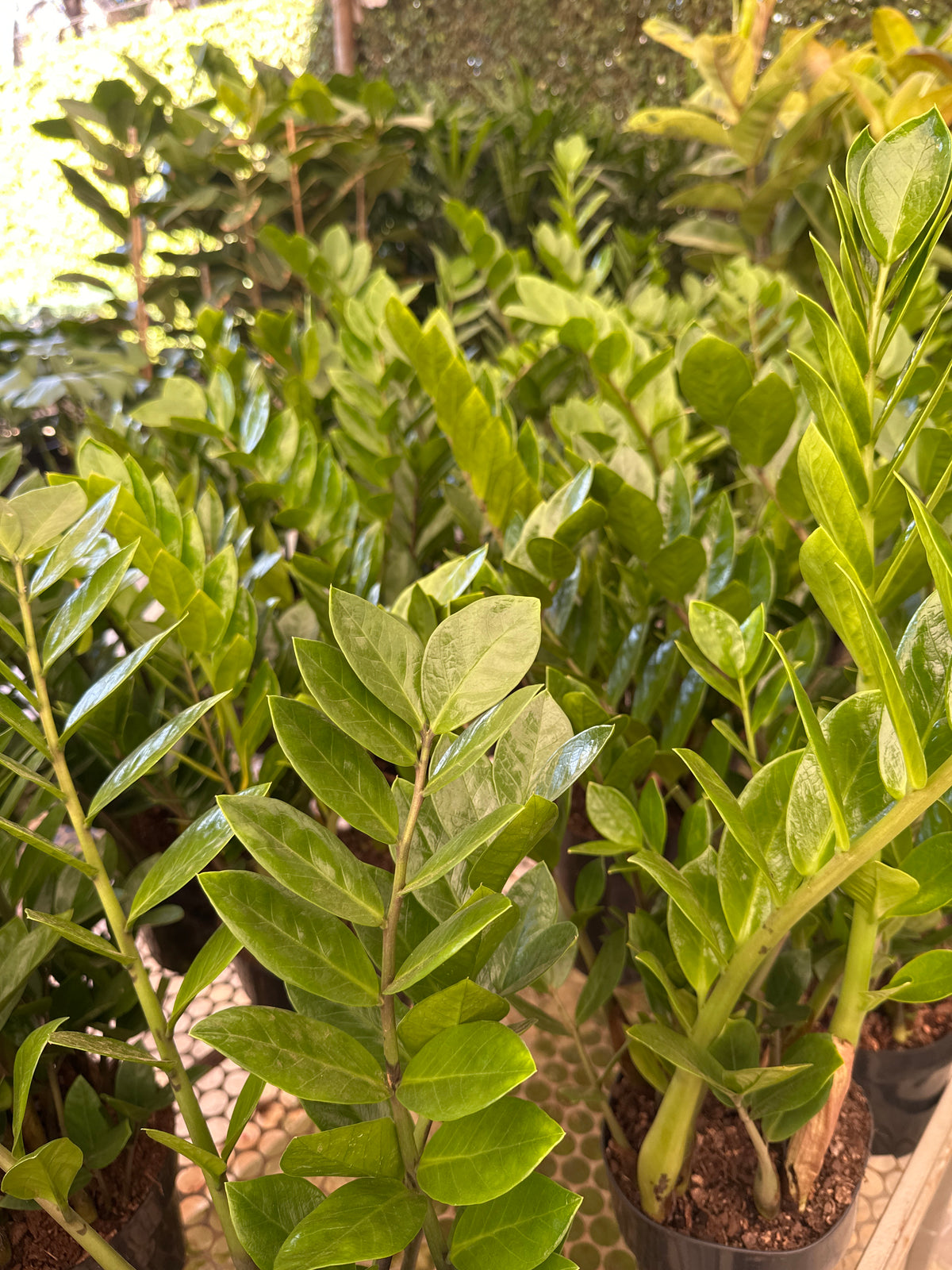 Zamioculcas PT 17