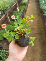 Salsão (saquinho)