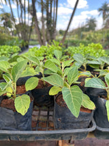 Jiló (saquinho)