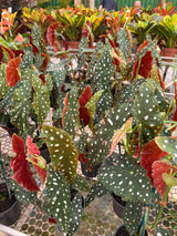 Begônia maculata PT 15