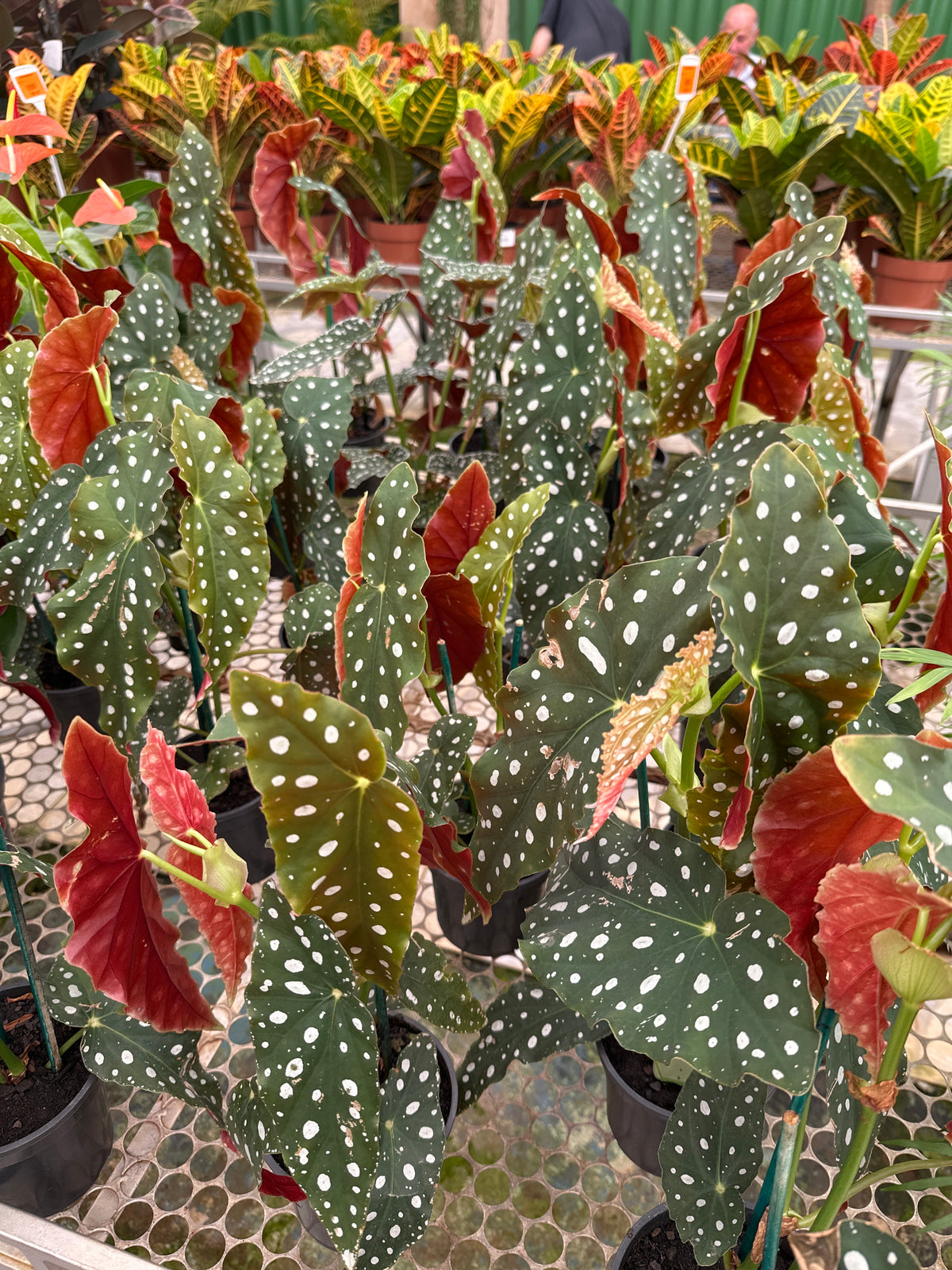 Begônia maculata PT 15
