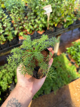 Camomila (saquinho)