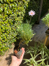Margaridinha branca/rosa (saquinho)
