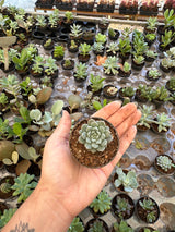 Suculenta PT 06