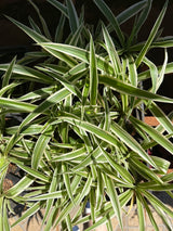 Clorofitos (saquinho)
