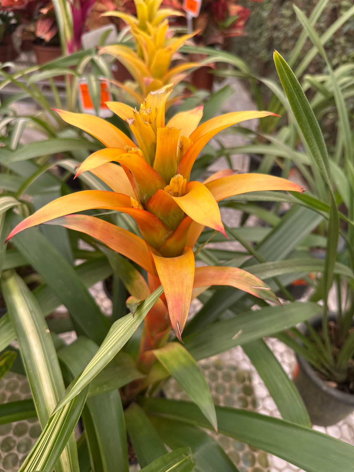 Bromélia guzmania