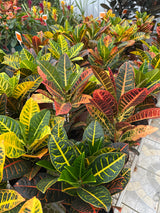 Croton PT 17