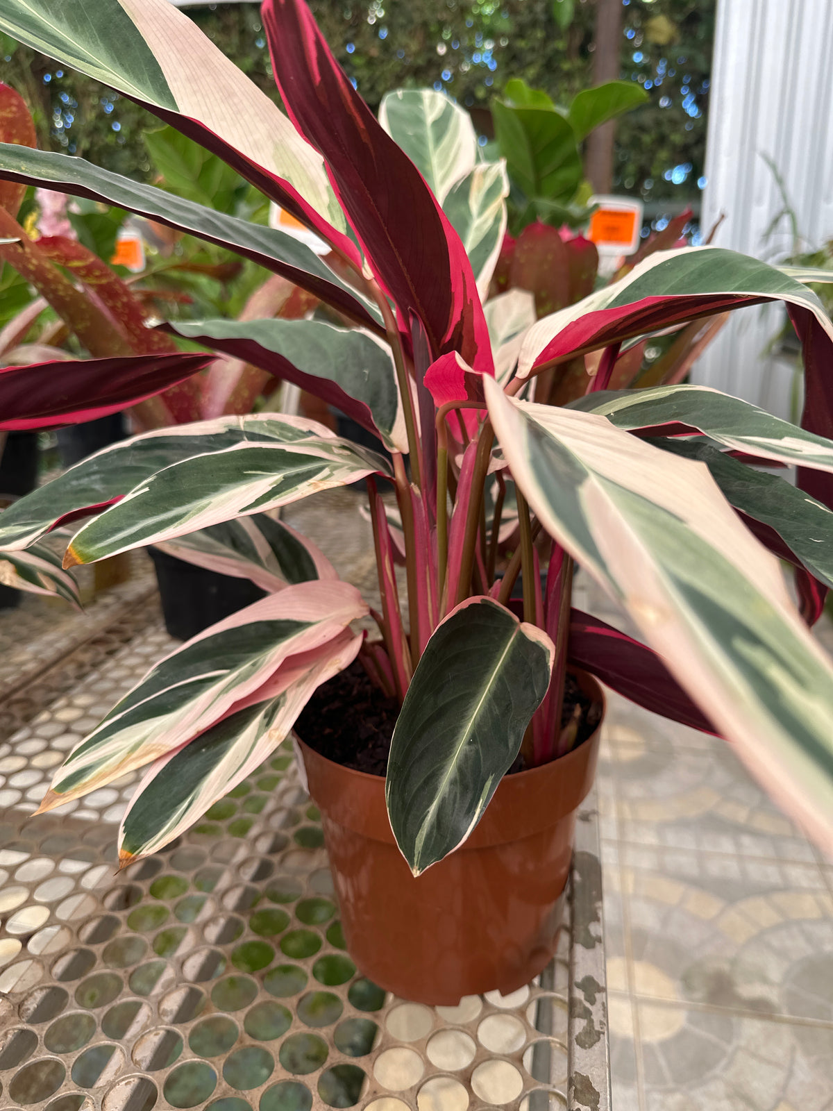 Maranta Tricolor PT 17