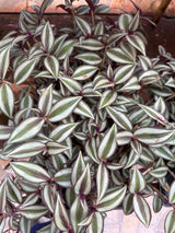 Lambari prata (saquinho)