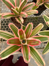 Bromélia neoregelia van durme