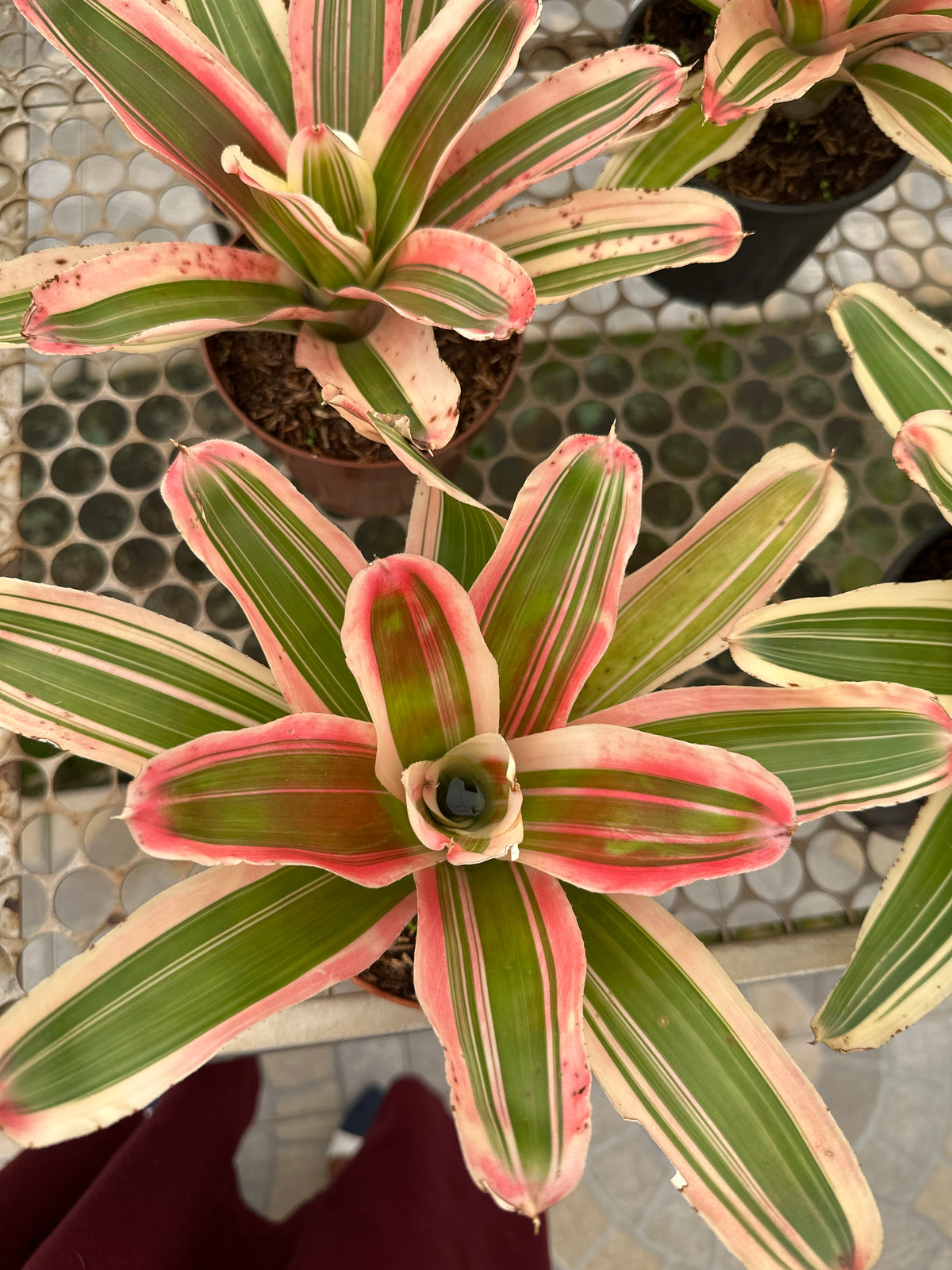 Bromélia neoregelia van durme