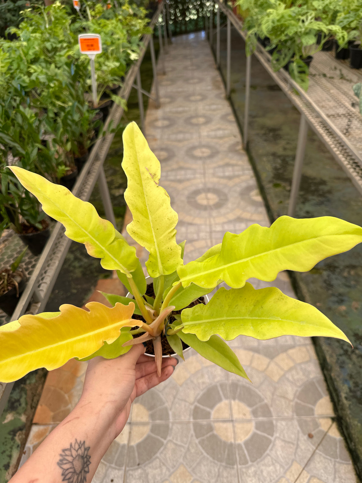Filodendro Gergaji Golden PT 12