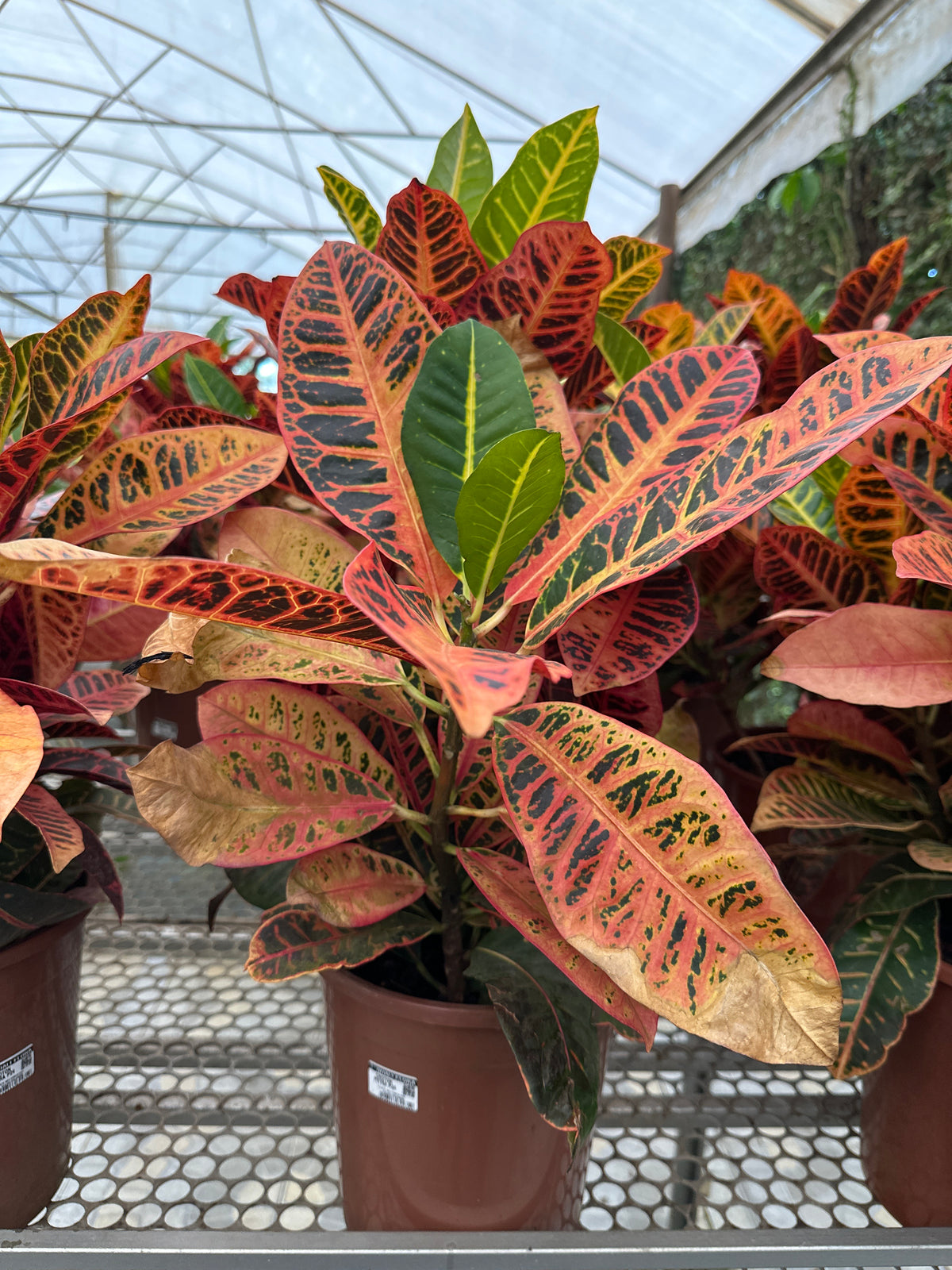 Croton PT 24 M