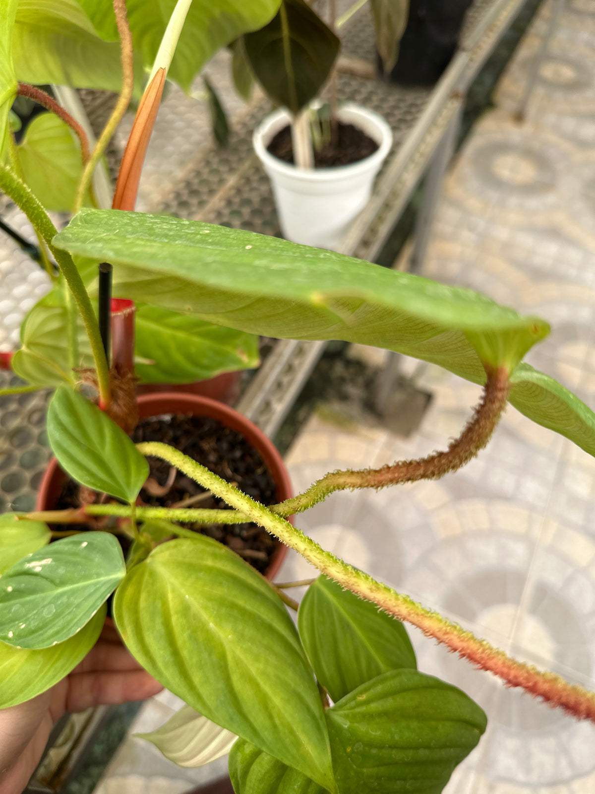 Filodendro Nangaritense PT 15