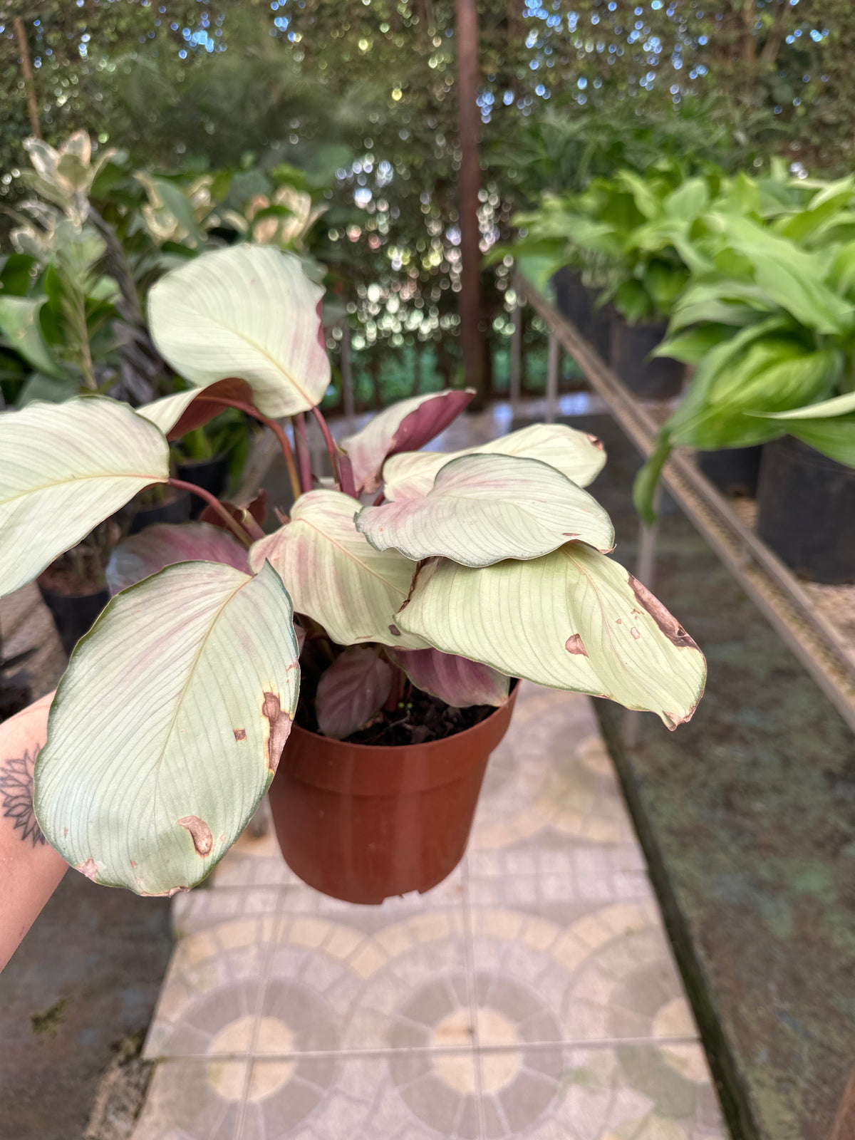 Maranta Variada PT 17