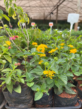 Lantana variada (saquinho)