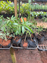 Cidreira limão (saquinho)