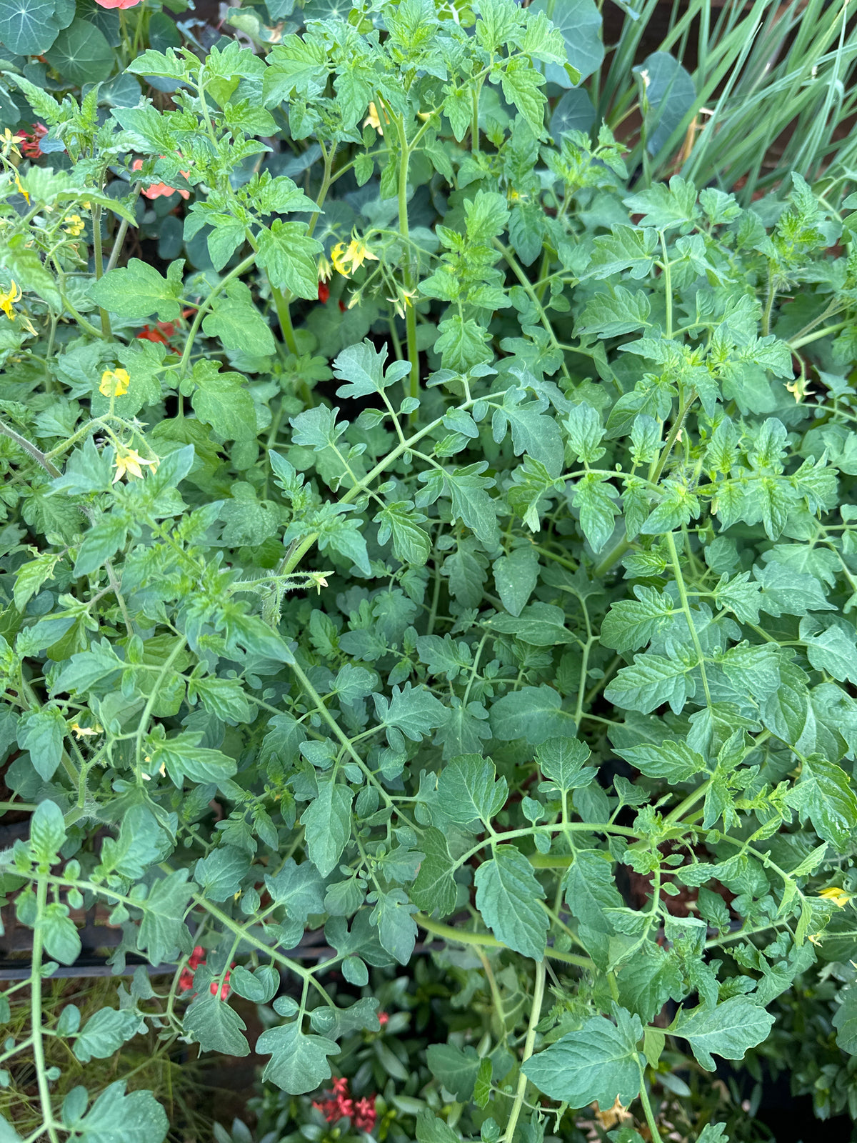 Tomate Cereja (saquinho)
