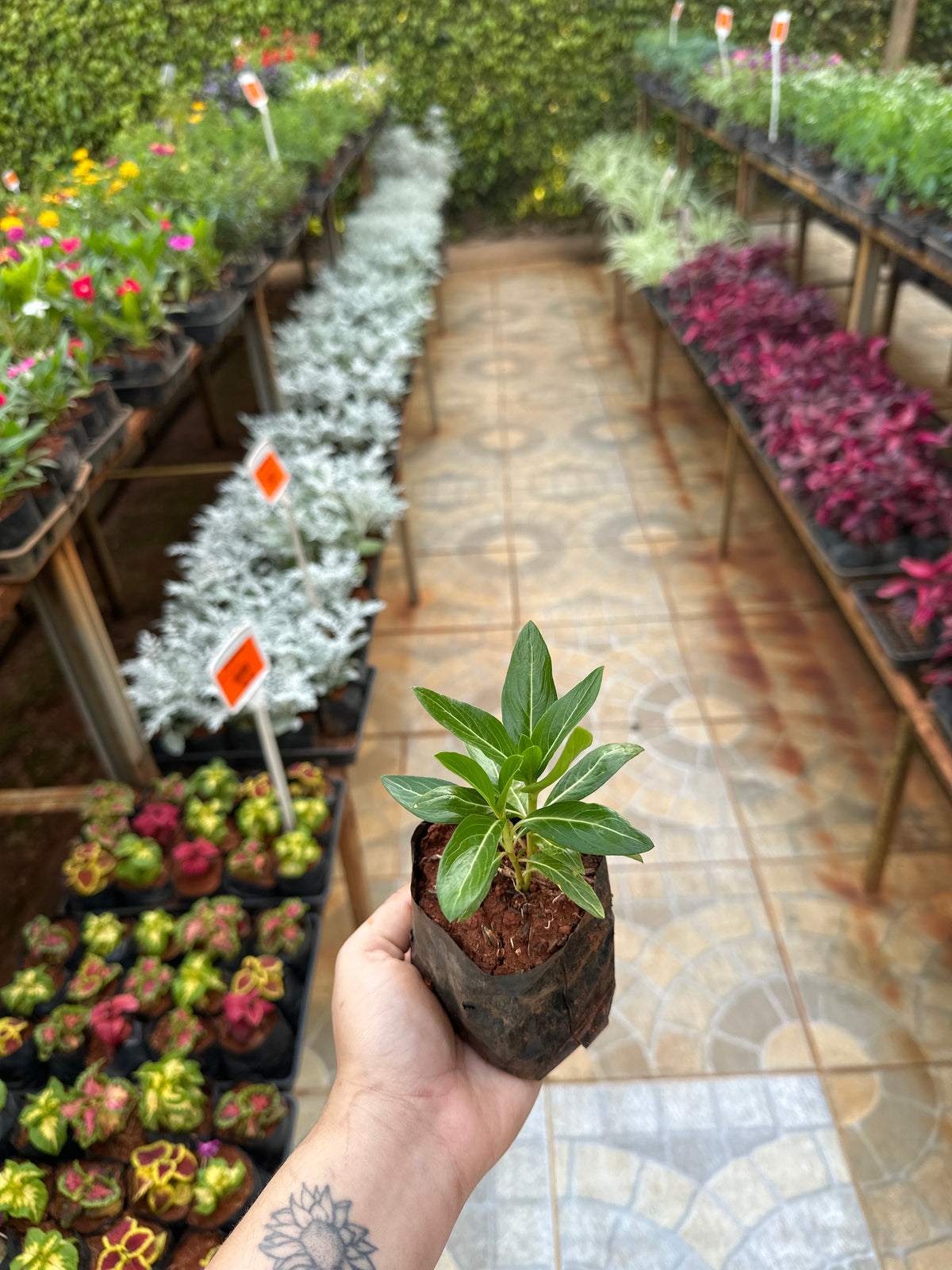 Vinca (saquinho)
