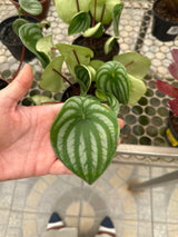 Peperômia Melancia