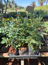 Mini rosa (saquinho)