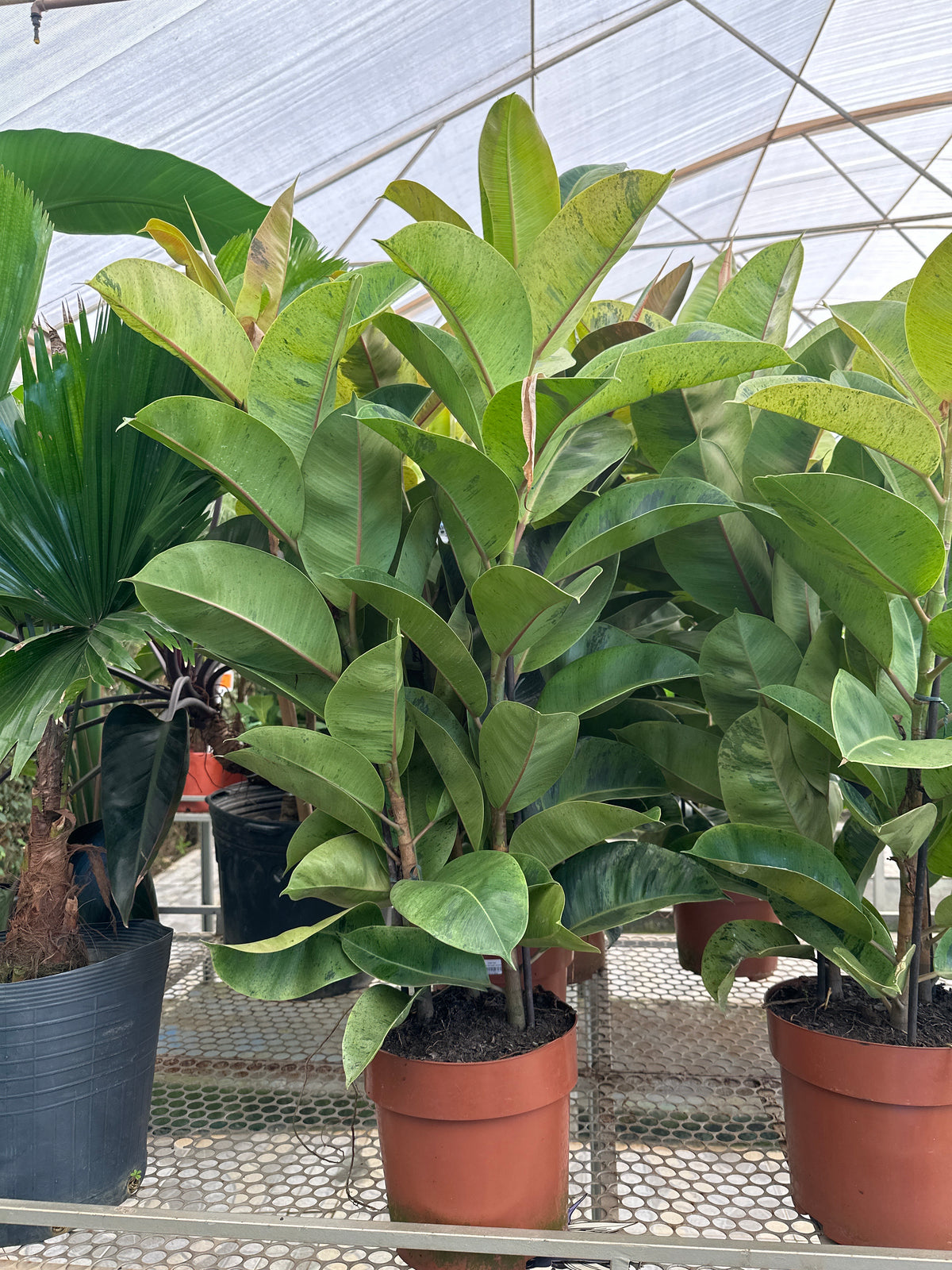 Ficus elastico Shivereana PT 24