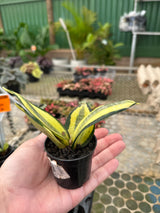 Espada mini PT 06