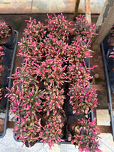 Periquito Roxo/Rosa (saquinho)