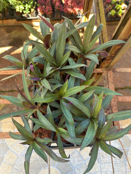 Abacaxi roxo (saquinho)
