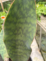 Sansevieria Vitória
