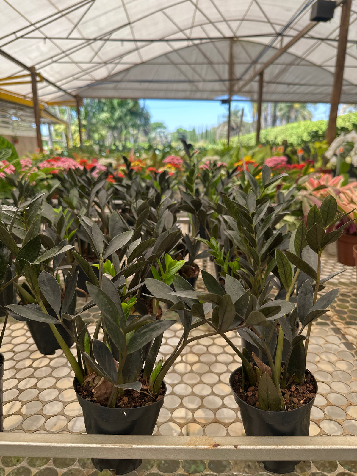 Zamioculcas Black Mini PT 09