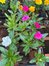 Vinca (saquinho)