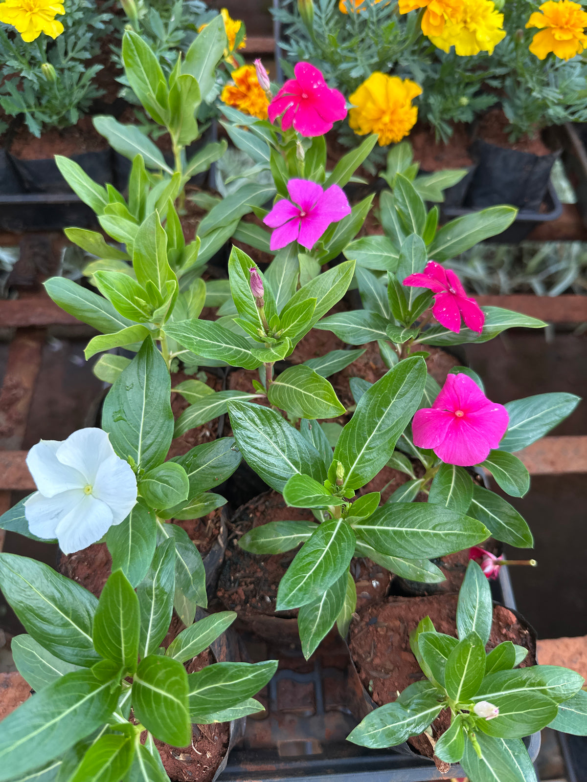 Vinca (saquinho)