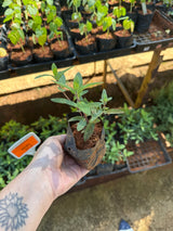 Menta (saquinho)