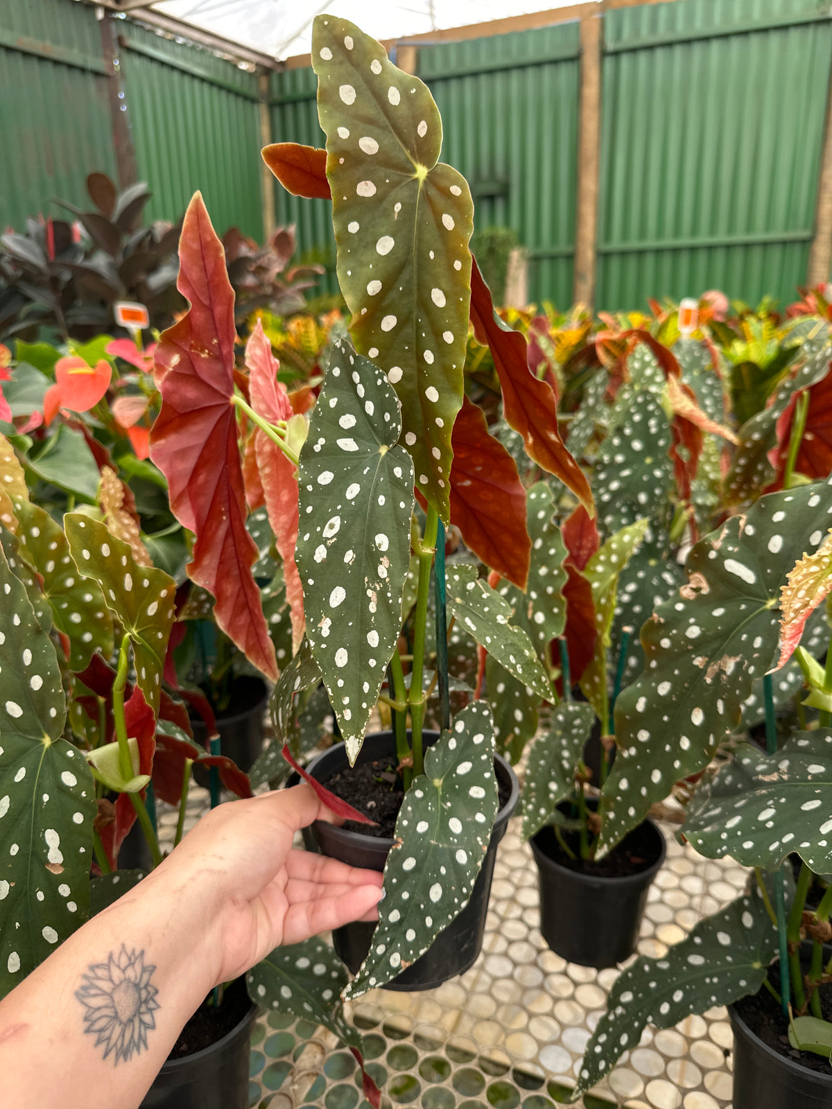 Begônia maculata PT 15